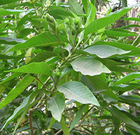 Adhatoda vasica Extract Adhatoda vasica Extract